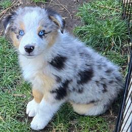 Eve - Blue merle female Miniature Australian Shepherd puppy in Crestline, California from Haugen's Minis