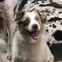 Tipsy - Australian Shepherd