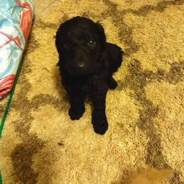 Poodle Puppies from Polly Wally Doodles and Poodles