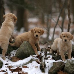 Golden Retriever Puppies from Goose Ridge Retrievers