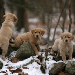 Golden Retriever Puppies from Goose Ridge Retrievers