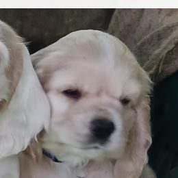 Jake - Silver male Cocker Spaniel puppy in New York, New York from Donna Vaughn