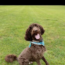Moose - Labradoodle