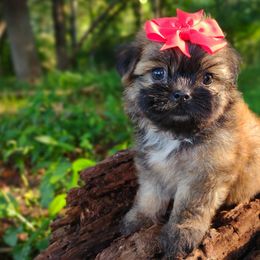 Companion Cross, Havanese, Mal-Shi, Maltese, Maltipoo, Morkie, and Shih Tzu Puppies from Seeking Shalom Acres Maltese, Maltipoos & Havamalts