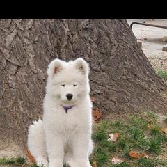 Samoyed Puppies from Dream Samoyeds