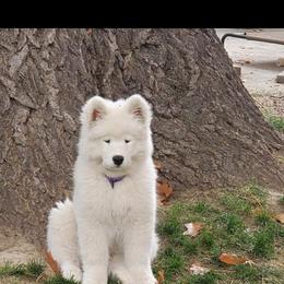 Samoyed Puppies from Dream Samoyeds