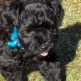 Jewels - Miniature Schnauzer