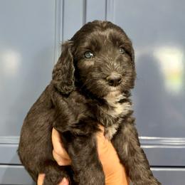 Rex - Black and chalk male Australian Labradoodle puppy in Orange, California from Little Kingdom Doodles