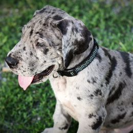 Great Dane Puppies from Kirk’s Dane Farm