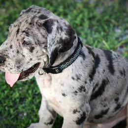 Great Dane Puppies from Kirk’s Dane Farm