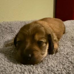 Eowen - Red female Dachshund puppy in Nampa, Idaho from 208 Wiener Wiggle Butts LLC