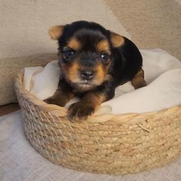 AKC Boy Purebred - Black and tan male Yorkshire Terrier puppy in Cheektowaga, New York from Mike's Puppies