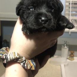 Labrador Retriever Puppies from Nosterfields Labradors