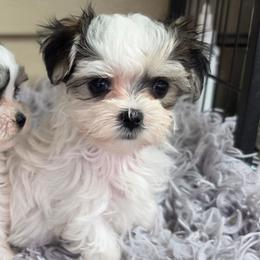 Mika - Piebald female Morkie puppy in St. Cloud, Florida from K and E Small Breed Puppies
