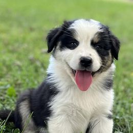 Australian Shepherds and Nova Scotia Duck Tolling Retrievers from Bearfoot Aussies and Tollers