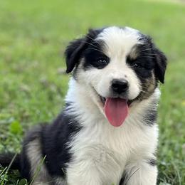 Australian Shepherds and Nova Scotia Duck Tolling Retrievers from Bearfoot Aussies and Tollers