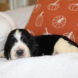 Teak - Black and white male English Springer Spaniel puppy in Lexington, South Carolina from House Tiner Springers