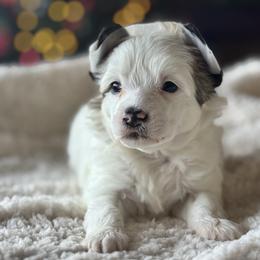 Seal - White male Chinese Crested puppy in New Smyrna Beach, Florida from FronkLinn Kennel