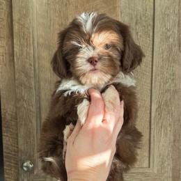 Girl 1 - Liver and white female Shih Tzu puppy in Seguin, Texas from Dolled Up Shih Tzus