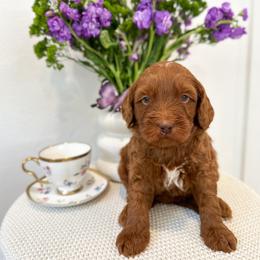 Caterpillar - Caramel red male Australian Labradoodle puppy in Palmdale, California from Pixie Doodle Paws