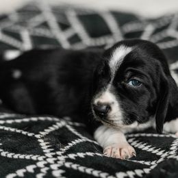 Boy 2 - male Basset Hound puppy in Knoxville, Tennessee from Well Hounded Bassets
