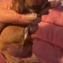 Sable - Gold sable female Havanese puppy in East Lansing, Michigan from VanCort's Happy Havanese