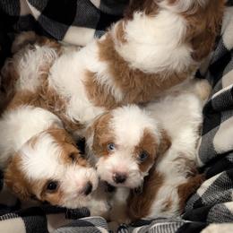 Meadow - Blenheim female Cavapoo puppy in Sisters, Oregon from Saunders Hideaway Homestead
