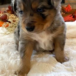 "BMM - (Binx) Stormie X Big" Australian Shepherd and Miniature Australian Shepherd Puppies from Flying S Aussies
