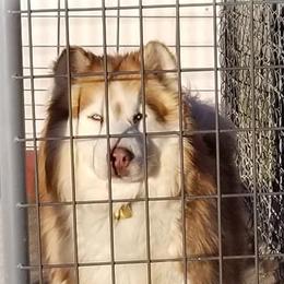 WILDE - Siberian Husky