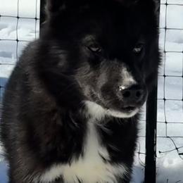 Elijah - Black and white male Siberian Husky puppy in Doswell, Virginia from Shinko Siberians