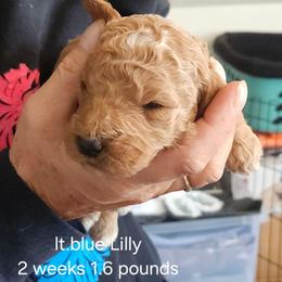 Lt. Blue collar Lilly - Apricot female Goldendoodle puppy in Fairmount, Indiana from Capens' Doodles,Poodles and Poo's