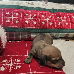 Belle - Fawn (Isabella) female Dachshund puppy in Queen Creek, Arizona from Wigglebutts Miniature Dachshund Az