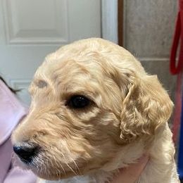 Boy 1 - Poodle puppy from Celebrity Standard Poodles