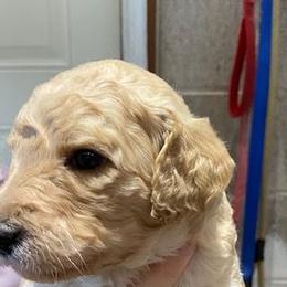Boy 1 - Poodle puppy from Celebrity Standard Poodles