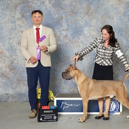 Cane Corso Puppies from Valyrian Cane Corsos