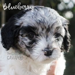 Cavapoo Puppies from The Cuddle Cavapoo Co.