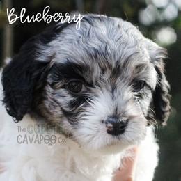 Cavapoo Puppies from The Cuddle Cavapoo Co.