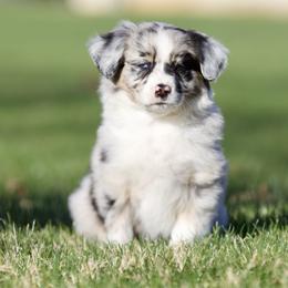 Clove - Blue merle female Miniature American Shepherd puppy in Stephenville, Texas from Diamond H Aussies