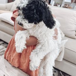 Aussiedoodle and Bernedoodle Puppies from High Desert Doodles