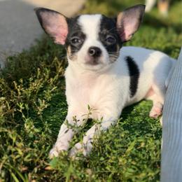 Adam - Black and white male Chihuahua puppy in Amity, Pennsylvania from Rhoda and Verna