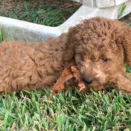 Linus - Red  male Poodle puppy in Nacogdoches, Texas from BA Mini Poodles