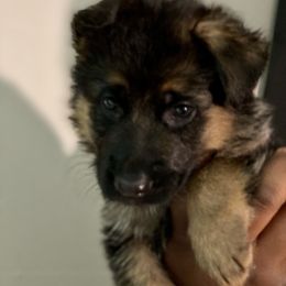 German Shepherd Puppies from Avielle Kellum