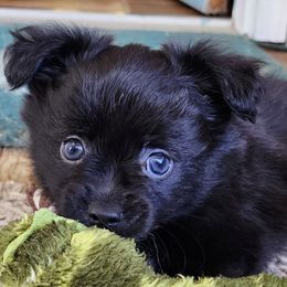 Zion - Black parti male Pomeranian puppy in Pass Christian, Mississippi from Cristina Cammarota