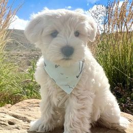 San Lucas - Miniature Schnauzer puppy from Schnauzers on Robinson Lane