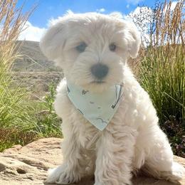 San Lucas - Miniature Schnauzer puppy from Schnauzers on Robinson Lane