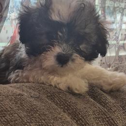 Titan - Black gold and white male Shihpoo puppy in Pacolet, South Carolina from Kelli's Kennels