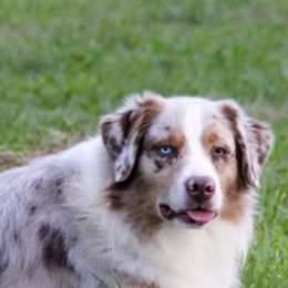 Australian Shepherds from Australian Shepherds of C4 Farms