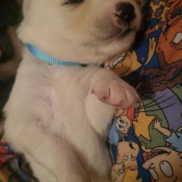 Winter - White female Siberian Husky puppy in Swansea, Illinois from Husky B's