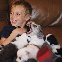 Goldendoodle and Aussiedoodle Puppies from Sister Doodles