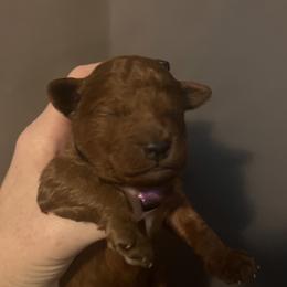 Boy 3 - Red male Cavapoo puppy in Pendleton, Oregon from Columbia Basin Cavapoos